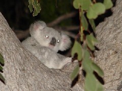 Baby Koala - [Click for a Larger Image]