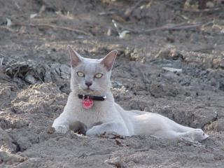 Porscha - our burmese cat