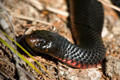 This is a Red-Belly-Black Snake that we nearly stood on during our morning walk! - [Click for a Larger Image]