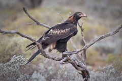 Wedge-tailed Eagle, Nullarbor Plains - [Click for a Larger Image]