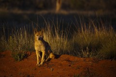 The dingo in the rising sun, NT - [Click for a Larger Image]