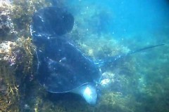 Our pet stingray, WA (fram captured from video camera) - [Click for a Larger Image]