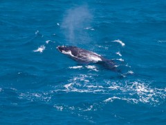 A whale swims just off the cliffs at Quobba - [Click for a Larger Image]