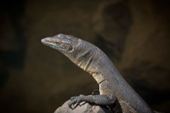 Water Monitor poses (briefly), WA - [Click for a Larger Image]
