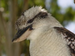 The Kookaburra - [Click for a Larger Image]