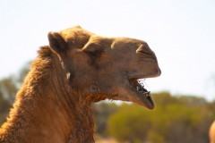 Camel breath - [Click for a Larger Image]