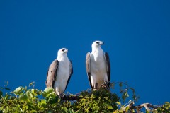 Sea Eagles - [Click for a Larger Image]