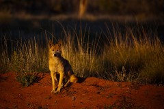 Dingo morning - [Click for a Larger Image]