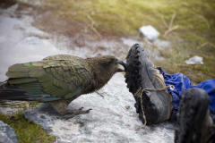B gets her boots cleaned by a Kea, NZ - [Click for a Larger Image]