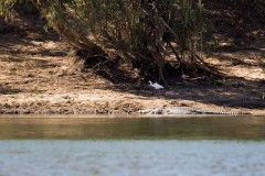 4m Saltwater Croc, Fitzroy River, Kimberleys, WA