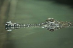 Freshwater Croc - Territory Wildlife Park, NT