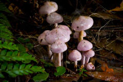 A family of mushrooms, Toorongo Falls, Vic - [Click for a Larger Image]