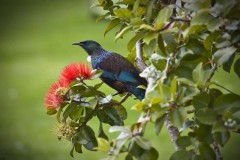 A NZ Tui, Sandspit, NZ - [Click for a Larger Image]