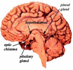 The pituitary gland - [Click for a Larger Image]