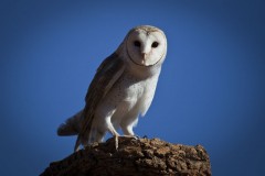 Barn Owl - [Click for a Larger Image]