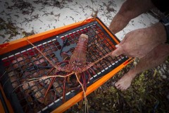 This is what all the fuss is about - crayfish!, WA - [Click for a Larger Image]